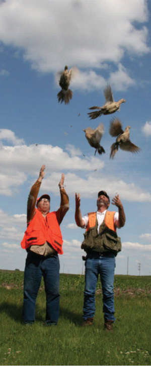 Bill, Denny & the ringneck hens